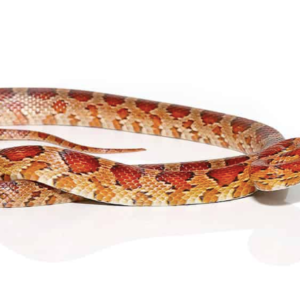 South Florida Corn snake For Sale