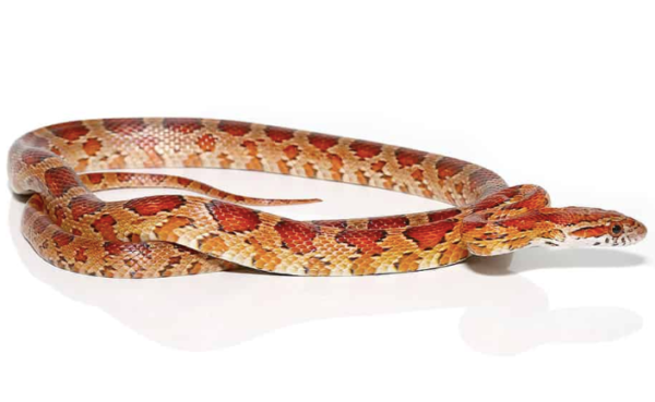 South Florida Corn snake For Sale