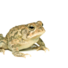 Southern Toad for Sale
