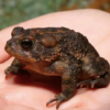 Southern Toad for Sale