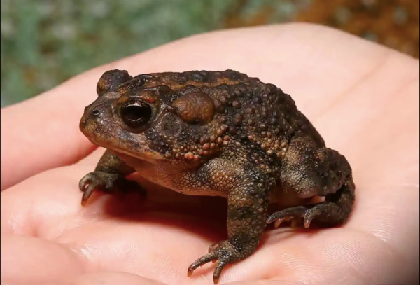 Southern Toad for Sale