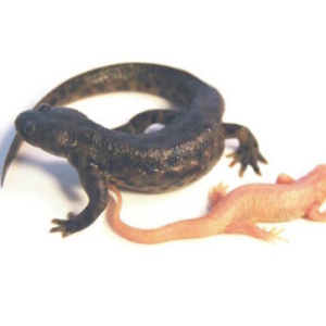 Spanish Ribbed Newt for Sale