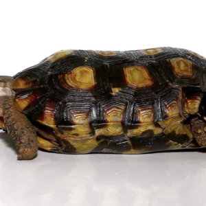 Speke’s Hingeback Tortoise For Sale