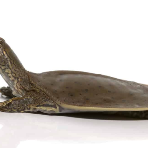 Spiny Softshell Turtle for Sale