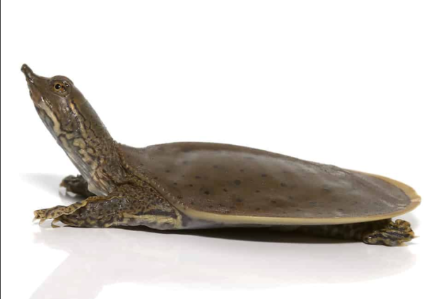 Spiny Softshell Turtle for Sale