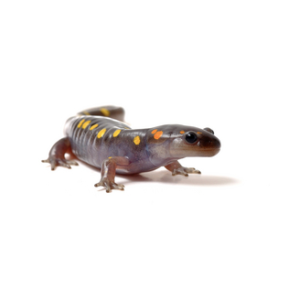 Spotted Salamander for Sale