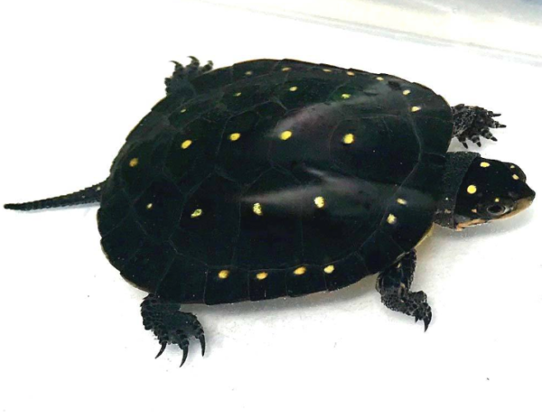 Spotted Turtle for sale