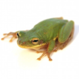 Squirrel Tree Frog for Sale