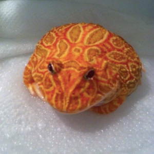 Strawberry Pacman Frog for sale