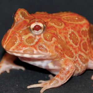 Strawberry Pineapple Pacman Frog for sale