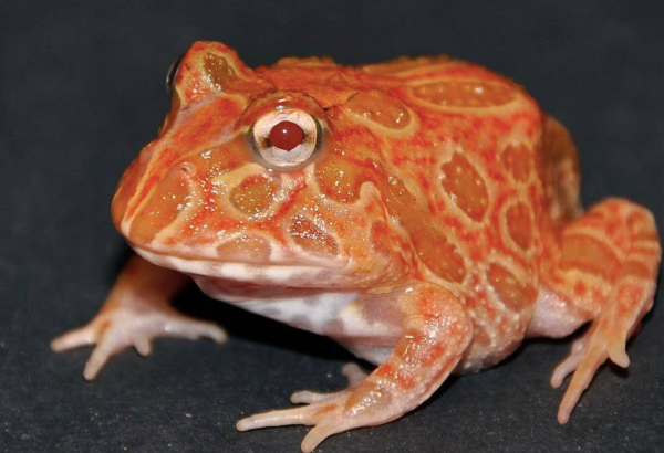 Strawberry Pineapple Pacman Frog for sale