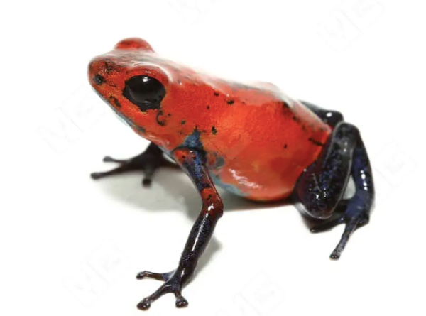 Strawberry Poison Dart Frog for Sale