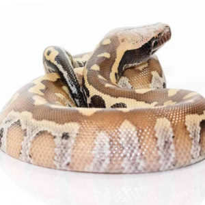 Sumatran Blood Python For Sale