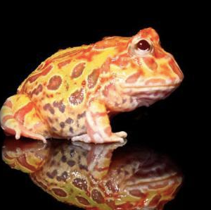 Sunburst Pacman Frog for sale