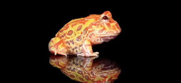 Sunburst Pacman Frog for sale