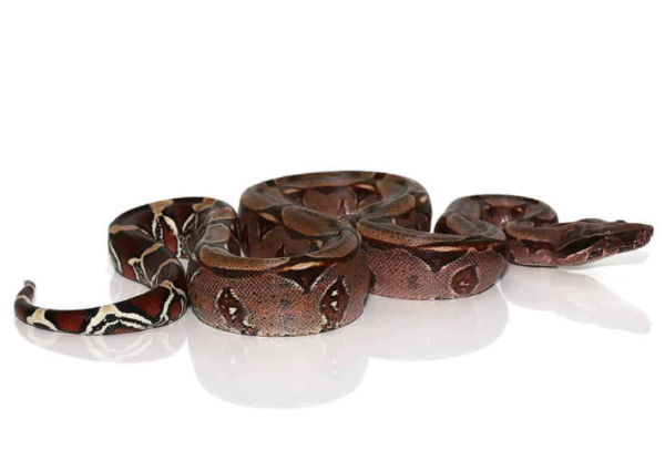 Surinam Red Tail Boa for Sale