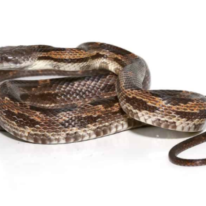 Texas Rat Snake for Sale