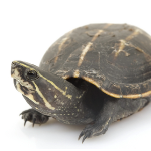 Three Striped Mud Turtle for sale