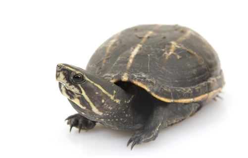 Three Striped Mud Turtle for sale - Reptiles Heaven
