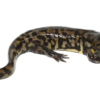 Tiger Salamander for Sale