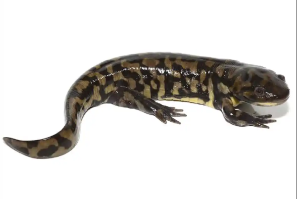 Tiger Salamander for Sale