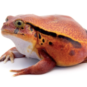 Tomato Frog for Sale