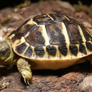 Tuscan Western Hermann’s Tortoise For Sale