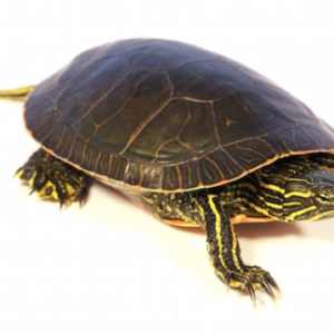 Western Painted Turtle for Sale