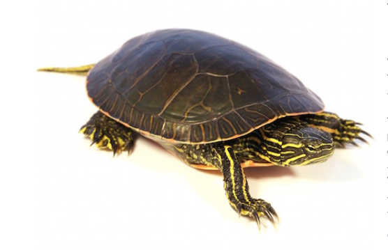 Western Painted Turtle for Sale