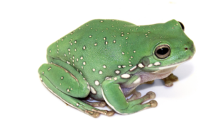 Whites Tree Frog for Sale Online - Reptiles Heaven