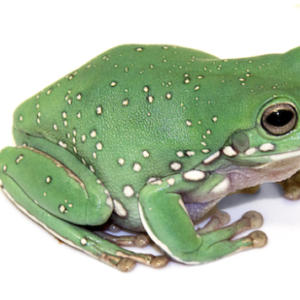 Whites Tree Frog for Sale
