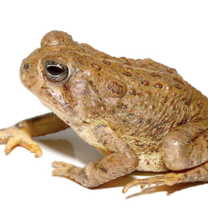 Woodhouse Toad for Sale