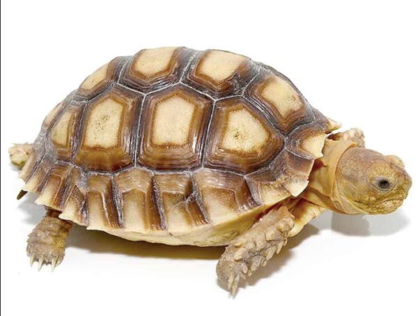 Yearling Sulcata Tortoise For Sale