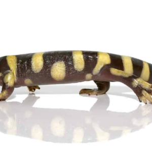 Yellow Barred Tiger Salamander For Sale