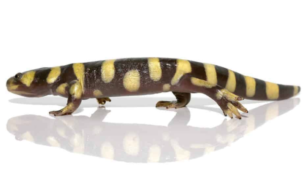 Yellow Barred Tiger Salamander For Sale Reptiles Heaven