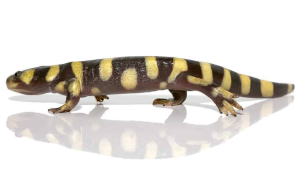 Yellow Barred Tiger Salamander For Sale