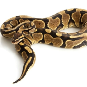 Yellow Bellied Ball Python for Sale