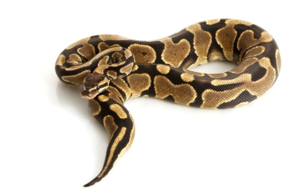 Yellow Bellied Ball Python for Sale