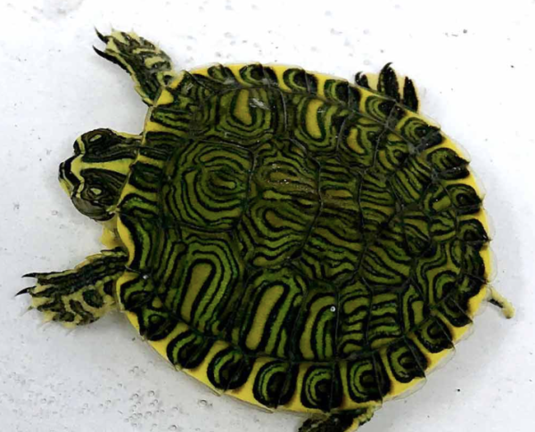 Yellow Bellied Slider Turtle for Sale - Reptiles Heaven