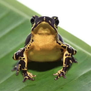 Yellow Harlequin Toad For Sale