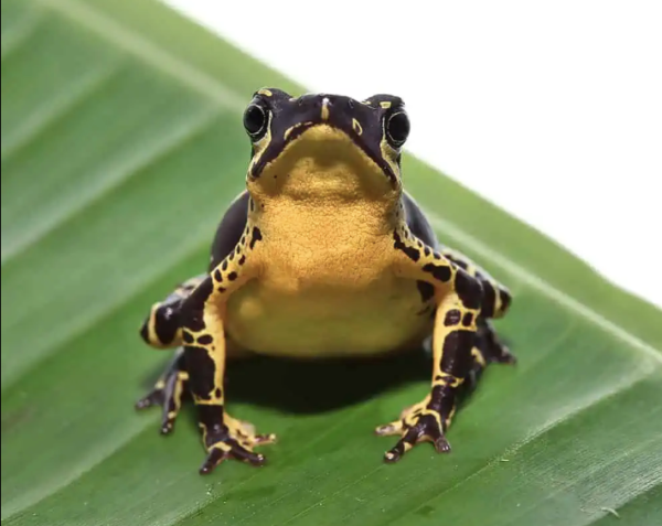 Yellow Harlequin Toad For Sale