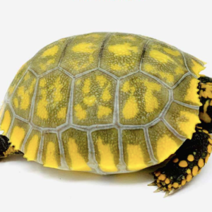 Yellow Foot Tortoise for Sale