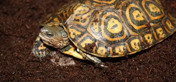 Best Types Of Pet Turtles: The Only List You Need