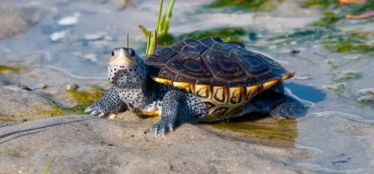 13 Turtles That Stay Small: Great Pets For Little Spaces