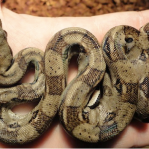 Guyana Red Tail Boa for Sale