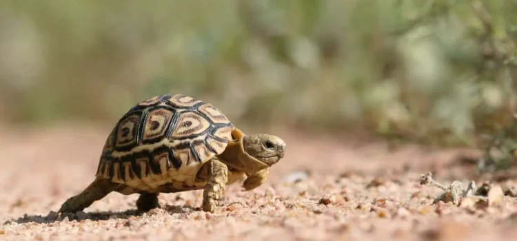 Leopard Tortoise Care: Diet, Lifespan, Size, Enclosure