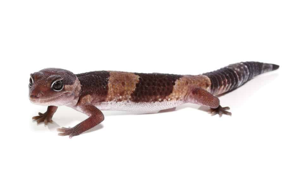 African Fat Tail Gecko for Sale