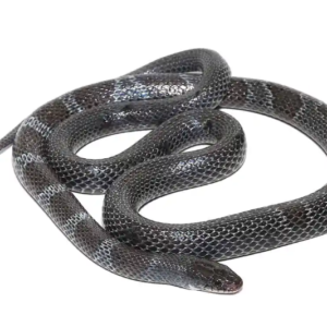 African Garter Snake For Sale