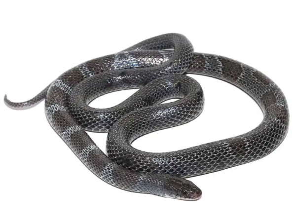 African Garter Snake For Sale