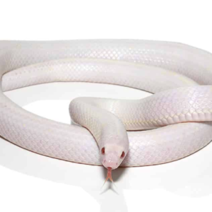 Albino California Kingsnake for Sale